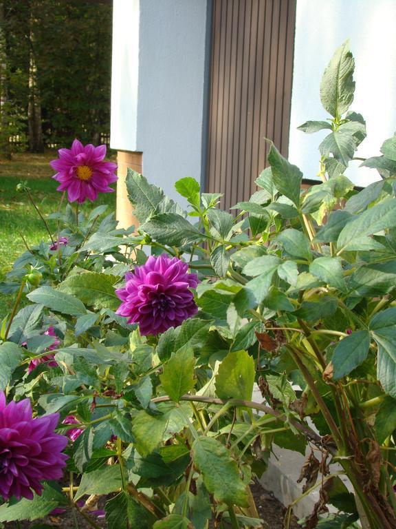 Bed and Breakfast Bobrowa Dolina Рын Экстерьер фото